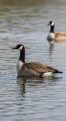 Obraz premium Canada Geese Swimming in Serene Waters - A Peaceful Wildlife Scene.