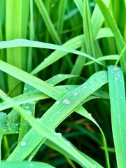 Obraz premium Fresh green grass glistening with dew drops in the morning light, perfect for nature backgrounds, organic brands, and eco-friendly campaigns