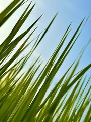 Serene sky peeks through vibrant green blades of grass in a peaceful meadow, bringing a touch of nature's calm to your designs