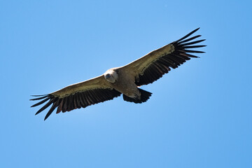 _DSC2745.NEF