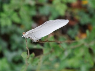 Vogelfeder hängt am Zweig