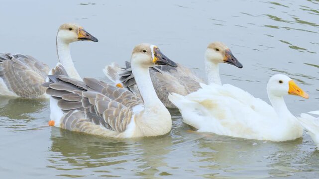 Close-up of Goose Swming at the Lake Edge &ndash; 4K Stock Video