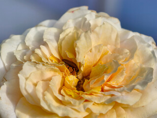 A close-up macro photo of a brown beetle on a soft yellow rose flower, showing delicate petals, natural texture, and morning sunlight. Perfect for illustrating nature, insects, and floral beauty.