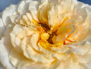 A close-up macro photo of a brown beetle on a soft yellow rose flower, showing delicate petals, natural texture, and morning sunlight. Perfect for illustrating nature, insects, and floral beauty.