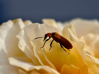 A close-up macro photo of a brown beetle on a soft yellow rose flower, showing delicate petals, natural texture, and morning sunlight. Perfect for illustrating nature, insects, and floral beauty.