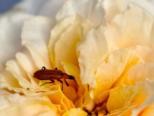 A close-up macro photo of a brown beetle on a soft yellow rose flower, showing delicate petals, natural texture, and morning sunlight. Perfect for illustrating nature, insects, and floral beauty.