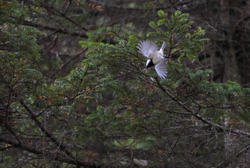 羽ばたくシジュウカラ