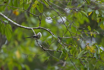 枝に止まったシマエナガ