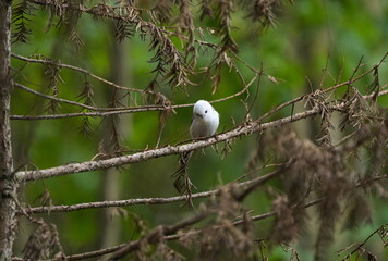 枝に止まったシマエナガ