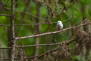 枝に止まったシマエナガ