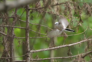 羽ばたいたシマエナガ