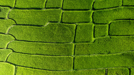 Aerial top view rice fields agriculture land, Rice fields prepare the harvest, Beautiful rice fields nature landscape texture and background.