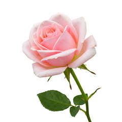 Pale Pink Roses in Full Bloom, Fresh and Delicate, Isolated on White or Transparent Background