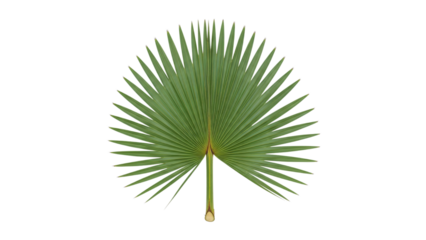 Elegant green palm leaf, a tropical vibe, ideal for summer design projects, fresh and vibrant, botanical art, perfect for adding a touch of nature to any creative work