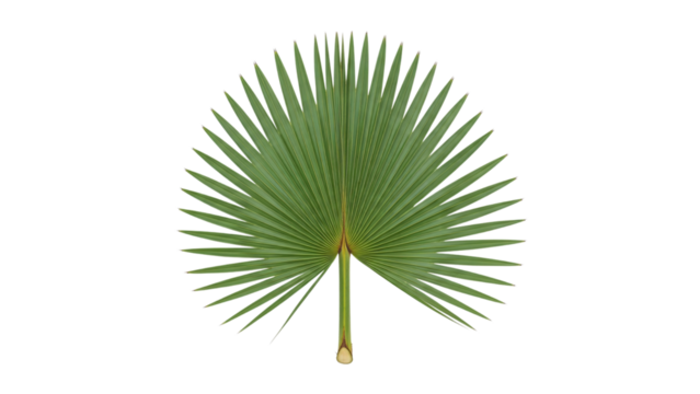 Elegant green palm leaf, a tropical vibe, ideal for summer design projects, fresh and vibrant, botanical art, perfect for adding a touch of nature to any creative work