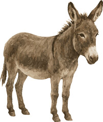 Naklejka premium Vector watercolor illustration of a donkey