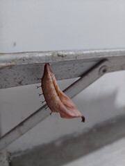 Unexpected discovery of a cocoon still in formation