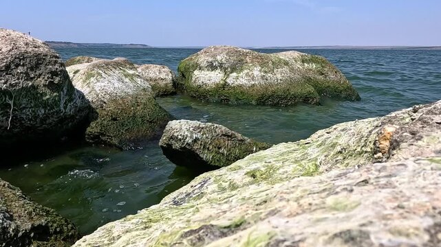 Green algae Enteromorpha (Ulva) intestinalis grow on rocks near the shore in Khadzhibey estuary in summer