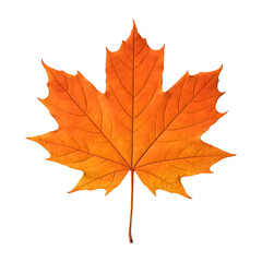 Fototapeta premium Autumn's Golden Leaf: A vibrant, close-up view of a single, fiery orange maple leaf, showcasing intricate veins and a perfect, symmetrical form, a quintessential symbol of fall's beauty.