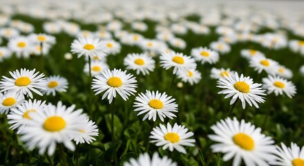 Fototapeta premium Field of White Daisies in Spring Meadow.