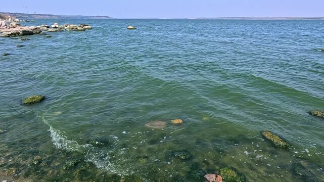 Green algae Enteromorpha (Ulva) intestinalis grow on rocks near the shore in Khadzhibey estuary in summer