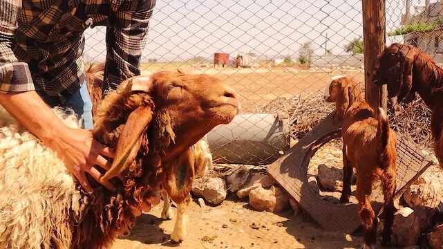 Veterinarian examines a sheep with laryngotracheitis, gently massaging the throat and trachea to induce coughing. Perfect for medical, veterinary and educational projects on animal health , diagnosis.