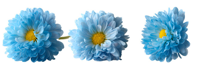 blue flowers, PNG,isolated,no background,assets,3d,clay,render,illustration,toycore