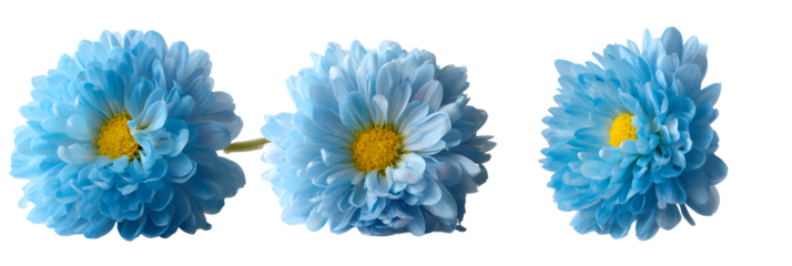 blue flowers, PNG,isolated,no background,assets,3d,clay,render,illustration,toycore