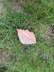 leaf in the grass