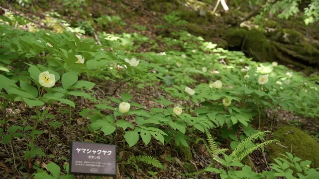 山芍薬」の写真素材 | 224件の無料イラスト画像 | Adobe Stock