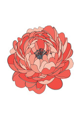 Elegant Flat Vector Peony Flower Illustration on Grey