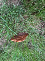 mushroom in the grass