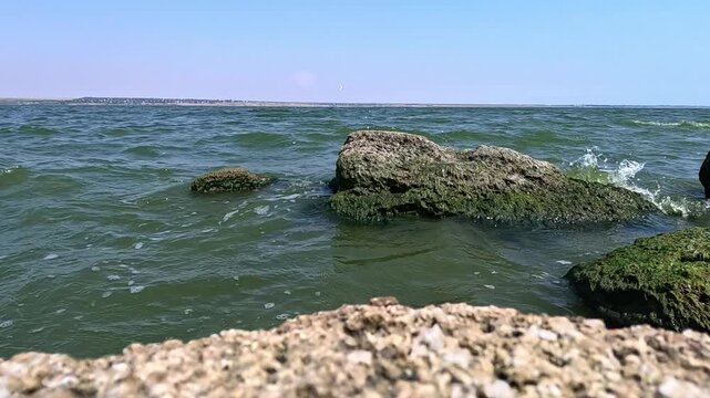 Green algae Enteromorpha (Ulva) intestinalis grow on rocks near the shore in Khadzhibey estuary in summer