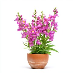 Obraz premium A pot of vibrant pink snapdragon flowers. The snapdragon plant displays fresh green leaves and blooms