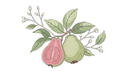 Botanical illustration featuring guava fruits and foliage in delicate artistic detail creating a