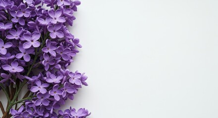 Bright purple lilac flowers on a white background, creating a natural border for a spring or Mother's day greeting card design with copy space.