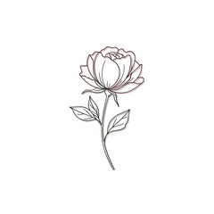 Obraz premium Elegant Peony Line Art - A Delicate Floral Illustration for Creative Projects.