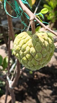A fresh sugar apple (Annona squamosa) hanging on the tree, showing its unique segmented green skin under natural daylight in the garden.