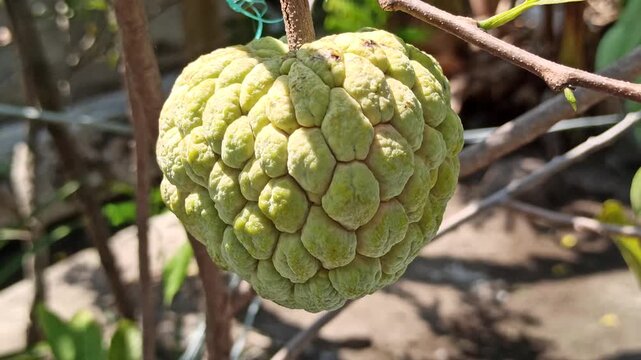 A fresh sugar apple (Annona squamosa) hanging on the tree, showing its unique segmented green skin under natural daylight in the garden.