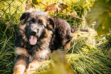 Cute German Shepherd Puppy Outdoors