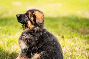 Cute German Shepherd Puppy Outdoors