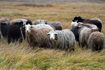 Fototapeta premium a flock of sheep on free grazing. group of sheep on a pasture stand next to each other. A small herd of sheep in a summer. sheep are looking at the camera.