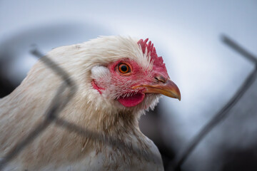 chicken pecks the grass in a field in the village. a chicken in a pen for birds on a farm.