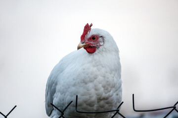 chicken head close-up. closeup of a stunning chicken that vividly showcases its elegant feathering