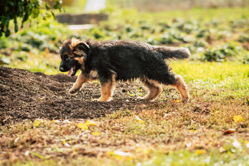 Cute German Shepherd Puppy Outdoors