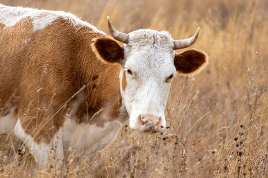 A cow grazes peacefully in a lush pasture under a gloomy sky in the tranquil countryside. Sad unhappy cow looks with sad eyes - Powered by Adobe