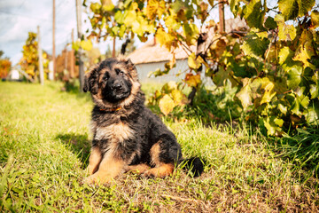 Cute German Shepherd Puppy Outdoors