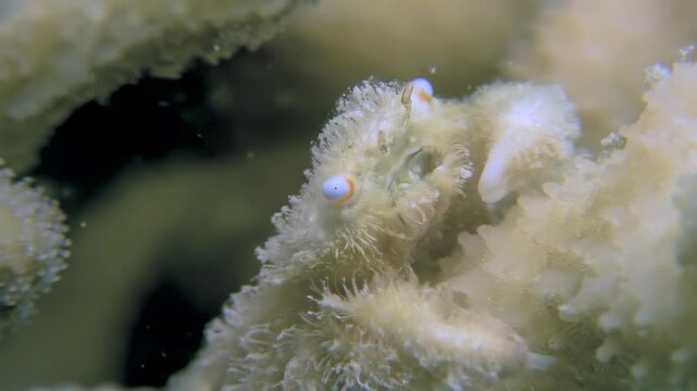 A delicate ornate ghost pipefish blends seamlessly with the soft coral. Captured during a daytime dive in the beautiful waters of the Red Sea.