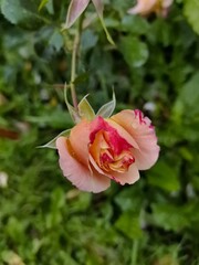 pink rose in garden