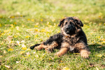 Cute German Shepherd Puppy Outdoors